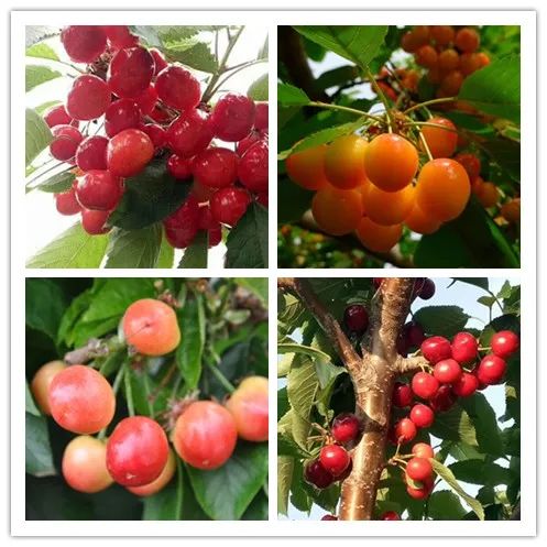 鉴黑担保网(jhdbw)·最具权威唯一维权担保平台